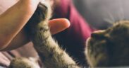 Supplements for nail and paw health in cats