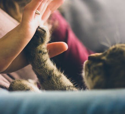 Cat tail injury causes and when to seek veterinary care