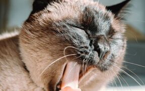 Grooming Routines for Indoor Cats