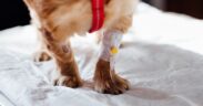 Dog swollen paws causes symptoms and treatment basics