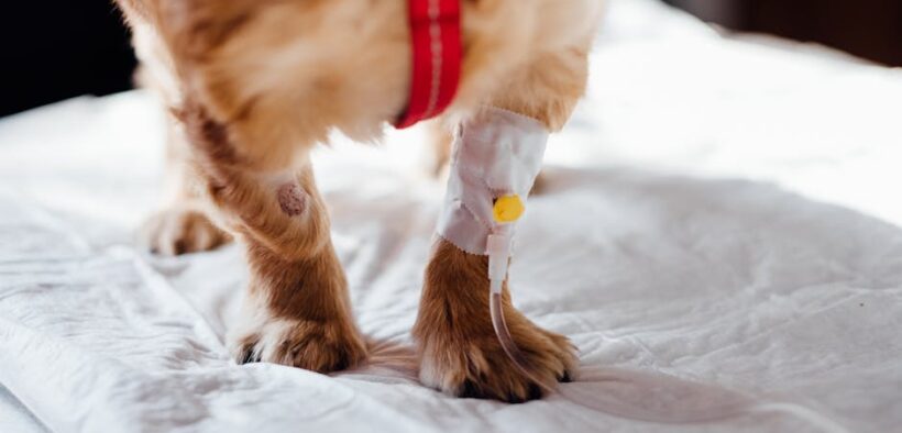 Dog swollen paws causes symptoms and treatment basics