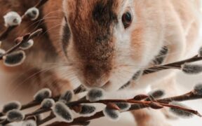 Pet urine discoloration