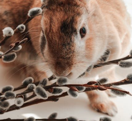 Pet urine discoloration