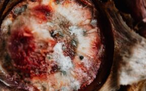 Moldy foods toxic for dogs