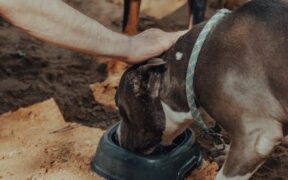 Refreshing leash manners regularly