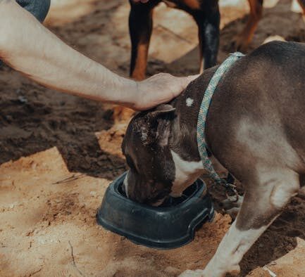 Refreshing leash manners regularly