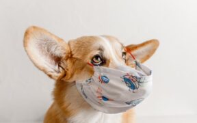 Preparing your puppy for their first vaccinations