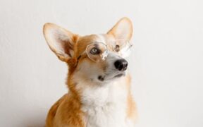 How to teach a puppy to sit