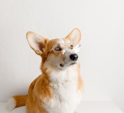 How to teach a puppy to sit