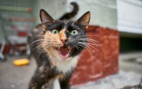 Territorial anxiety in cats