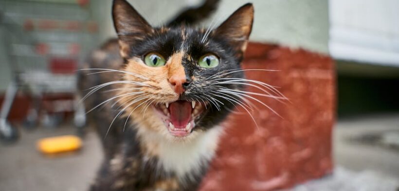 Territorial anxiety in cats