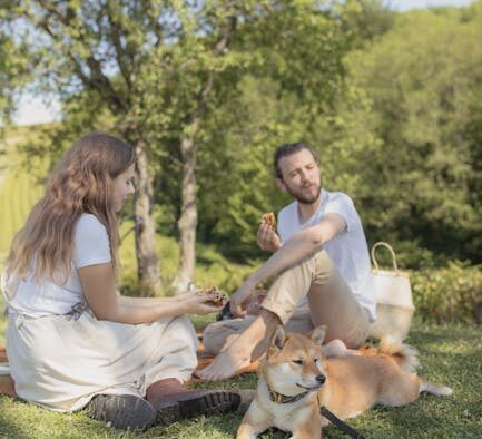 Dogs tense around food times
