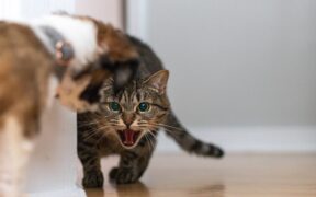 Cats reacting to household tension