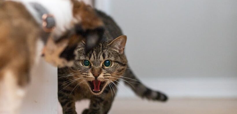 Preventing household conflicts between dogs and cats