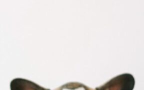 Preventive cleaning for short nosed dog breeds