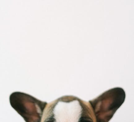 Preventive cleaning for short nosed dog breeds