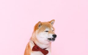 Urinary confusion pets