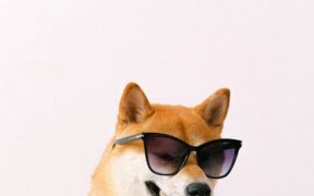 Changes in Chewing Style in Dogs