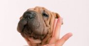 Dog thickened skin folds symptoms and monitoring
