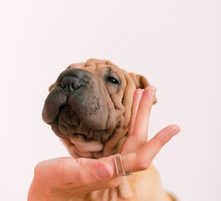 Dog thickened skin folds symptoms and monitoring