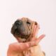 Dog thickened skin folds symptoms and monitoring