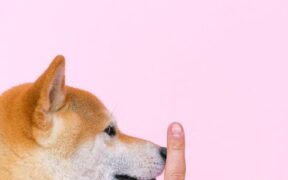 Dog flaky coat dull fur symptoms and possible causes