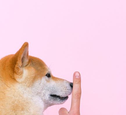 Dog flaky coat dull fur symptoms and possible causes