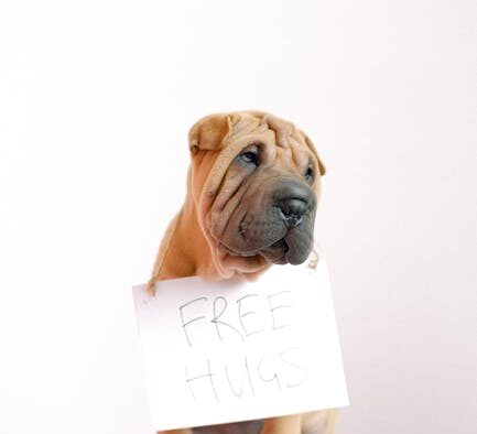 Dog gas and loose stool digestive discomfort signs