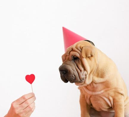 Mucus in dog stool symptoms and what it may indicate