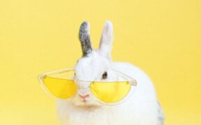 Bright yellow urine pets