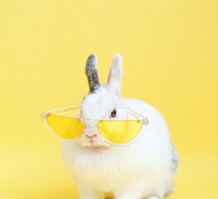 Bright yellow urine pets
