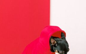 Dog sudden change in stool color digestive symptom