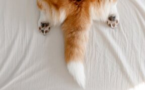 Dog fur thinning on back signs and monitoring