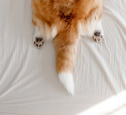 Dog fur thinning on back signs and monitoring