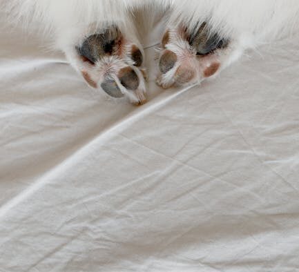 Dog hunger but diarrhoea at same time digestive pattern