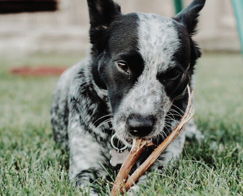 Dog thick flaky patches on elbows symptoms and concerns