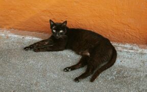 Vaccination schedule variations for indoor and outdoor cats