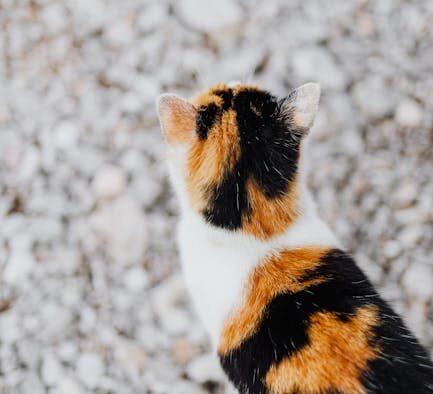 Cat thick flaky patches on elbows early signs