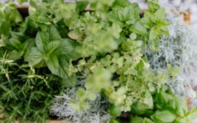 Toxic herbs for cats