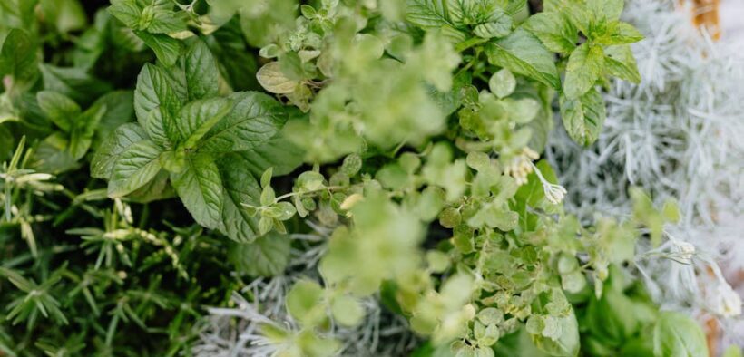 Toxic herbs for cats