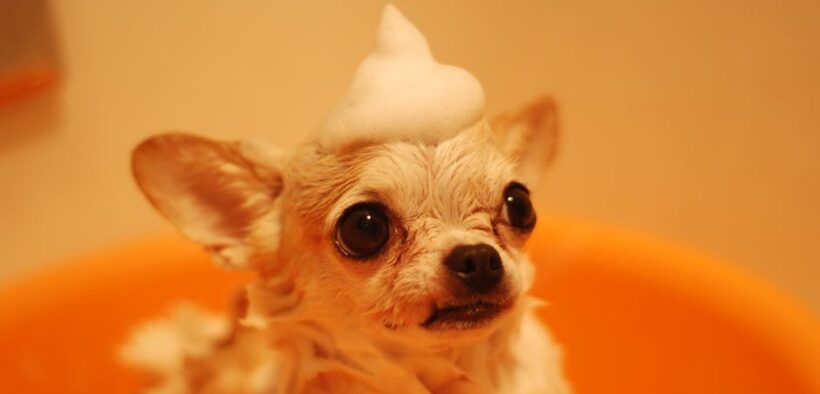 Dog irritated skin after new shampoo symptoms