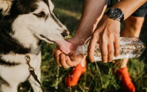 Dog regurgitating soon after drinking water symptom