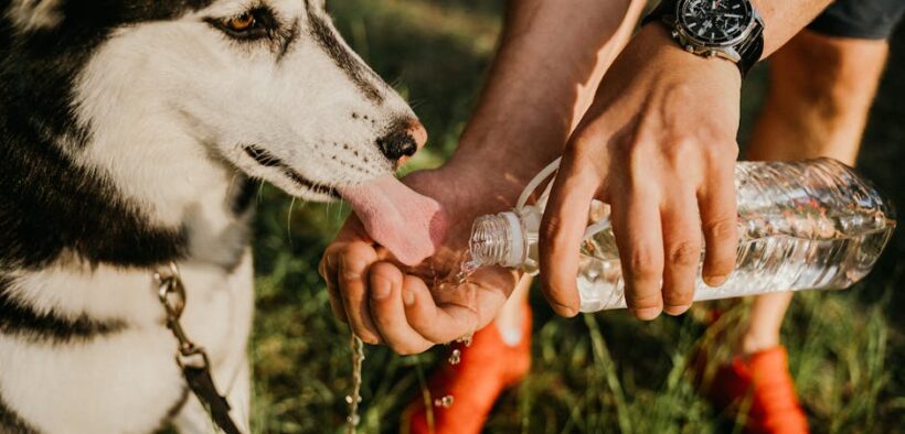 Dog coughing after drinking water causes and advice