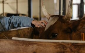 Milk products toxicity pets