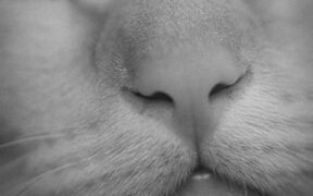 Cat can’t breathe through nose