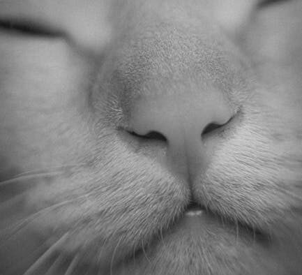 Cat can’t breathe through nose