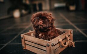 Supplements for dogs during crate rest