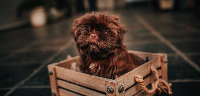 Supplements for dogs during crate rest