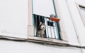 Building trust with newly adopted dogs