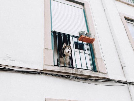 Building trust with newly adopted dogs